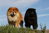CHOW CHOW 403